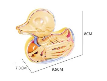 6parts 4d Žltá Kačička Kostra Transparentné Puzzle Zmontované Hračka Pohľadu Kosti Anatomický Model Veterinárnej
