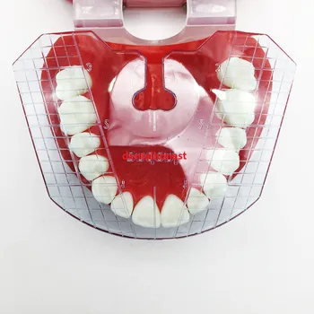 1pcs zubné laboratórium zubnej sprievodca doska zuby usporiadanie na protézy nástroje, zubné dodanie zub