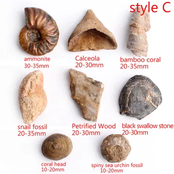 Prírodné Zmiešané Ammonite Fosílnych Seafish Žraločie zuby, Vzorky Minerálov Drsné Rock kameň Liečivých Zbierky Dar Uzdravovania