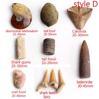 Prírodné Zmiešané Ammonite Fosílnych Seafish Žraločie zuby, Vzorky Minerálov Drsné Rock kameň Liečivých Zbierky Dar Uzdravovania