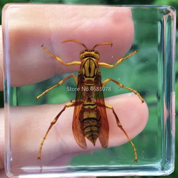 1piece Hmyzu Vzor Wasp V čistej Živice Vzdelávacie Preskúmať Nástroj Školy Biologické Spotrebný materiál na Vyučovanie 38x38x14MM