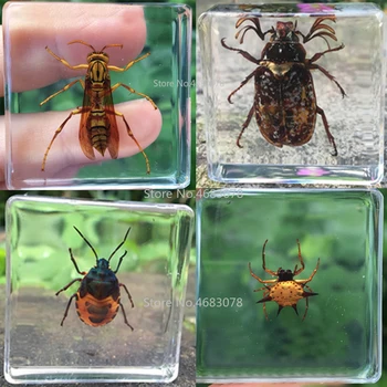 1piece Hmyzu Vzor Wasp V čistej Živice Vzdelávacie Preskúmať Nástroj Školy Biologické Spotrebný materiál na Vyučovanie 38x38x14MM
