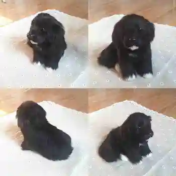 1*Labrador Šteňa Psa - Realistický Ornament Darček - Krytý detí bábika čierny pes model psa Simulácia hračka Labrador V6K2