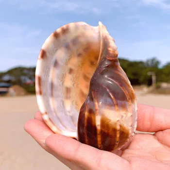 Nové Mora Slimák Prírodné Shell Veľké Conch Akvárium Akváriu Dekorácie Roll Mäkkýšov Chov Stredomoria Shell Hrniec Vybavenie