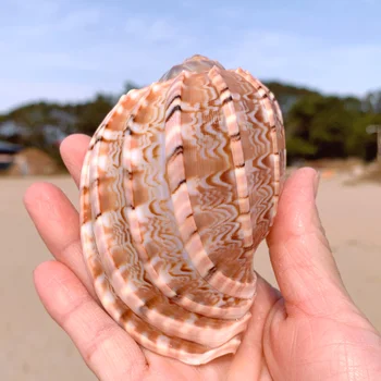 Nové Mora Slimák Prírodné Shell Veľké Conch Akvárium Akváriu Dekorácie Roll Mäkkýšov Chov Stredomoria Shell Hrniec Vybavenie