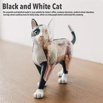 4D Vízia Čierna A Biela Mačka Anatómie Model Inteligencie Montáž Hračka Vzdelávania Zdravotníckych Výučby Zvierat Orgán Model Hračky