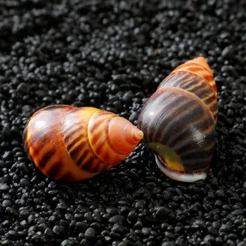 Prírodné conch shell slimáky zriedkavé odber hrá doma diy micro krajiny Dekorácie
