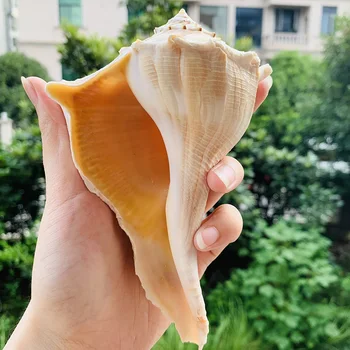 Prírodné Veľké Conch Feng Shui Slimák Námorných Domova Pláži Svadba Dekor Seashell Vzor Zberateľstvo Akvárium Krajiny